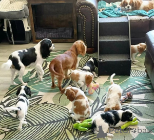 Zdjęcie №1. cavalier king charles spaniel - na sprzedaż w Ischia | negocjowane | Zapowiedź №157930