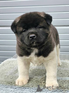 Zdjęcie №3. Akita amerykańska, szczenięta. Serbia