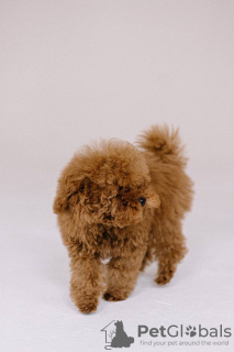 Zdjęcie №3. Toy Poodle Red Brown. Republika Czeska