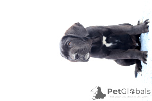 Zdjęcie №2 do zapowiedźy № 140487 na sprzedaż  cane corso - wkupić się Rumunia hodowca