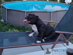 Zdjęcie №4. Sprzedam american bully w Kazanluk. hodowca - cena - negocjowane