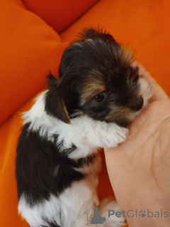 Zdjęcie №4. Sprzedam yorkshire terrier biewer w Jokne’am. prywatne ogłoszenie - cena - negocjowane