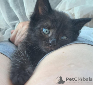 Zdjęcie №1.  - na sprzedaż w Rzeka Moskwa | Bezpłatny | Zapowiedź № 146283