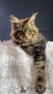 Zdjęcie №3. Khusikhadzhieva Amina Alivna. Federacja Rosyjska