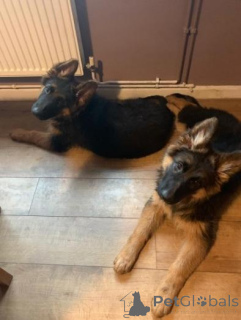 Zdjęcie №1. owczarek niemiecki - na sprzedaż w Esti | negocjowane | Zapowiedź №160005