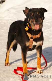 Zdjęcie №1. pies nierasowy - na sprzedaż w Moskova | Bezpłatny | Zapowiedź №167279