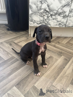 Zdjęcie №3. Vokiečių dogo šuniukai... rašykite man. Litwa