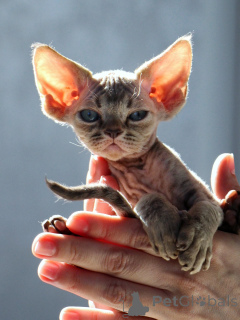 Zdjęcie №1. devon rex - na sprzedaż w Sztokholm | negocjowane | Zapowiedź № 171385