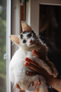 Zdjęcie №1.  - na sprzedaż w Rzeka Moskwa | Bezpłatny | Zapowiedź № 148224