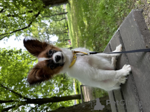 Dodatkowe zdjęcia: PAPILLON. Contynentalny Toy Spaniel.FCI