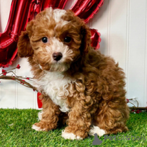 Zdjęcie №1. pudel (zabawka) - na sprzedaż w Dusseldorf | 1674zł | Zapowiedź №165017