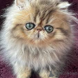Zdjęcie №3. Chatons persans disponibles à la vente.. Belgia