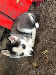 Zdjęcie №4. Sprzedam husky syberyjski w Bergisch Gladbach. prywatne ogłoszenie - cena - 1256zł