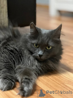 Zdjęcie №1.  - na sprzedaż w Mińsk | Bezpłatny | Zapowiedź № 157487