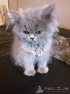 Zdjęcie №1. kot brytyjski krótkowłosy - na sprzedaż w Londyn | negocjowane | Zapowiedź № 28799