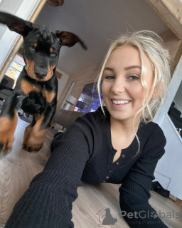 Zdjęcie №3. Zrejestrowany przez KC Doberman szczeniak. Niemcy