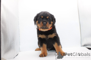 Zdjęcie №3. Acești frumoși pui de Rottweiler. Rumunia