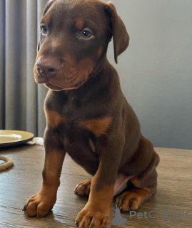 Zdjęcie №3. Urocze szczenięta dobermana do adopcji. Polska