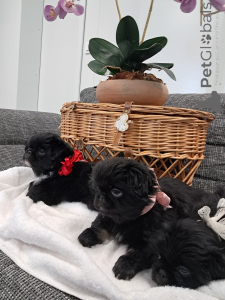 Zdjęcie №2 do zapowiedźy № 143144 na sprzedaż  pekińczyk - wkupić się Szwajcaria hodowca