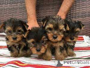 Zdjęcie №1. yorkshire terrier - na sprzedaż w Bensheim | 1674zł | Zapowiedź №171449