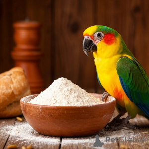 Zdjęcie №4. Północne rogi jeleni w Federacja Rosyjska. Zapowiedź № 139157