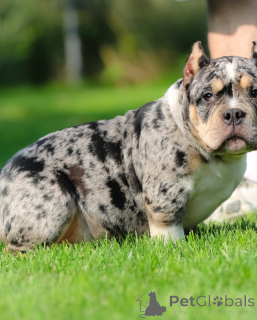 Zdjęcie №4. Sprzedam american bully w Indianapolis. prywatne ogłoszenie - cena - 5083zł