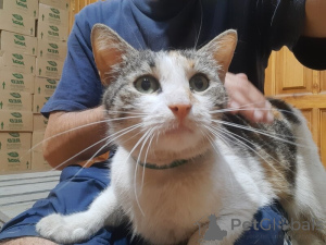 Zdjęcie №2 do zapowiedźy № 138929 na sprzedaż   - wkupić się Federacja Rosyjska 