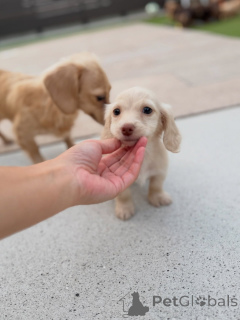 Zdjęcie №2 do zapowiedźy № 163658 na sprzedaż  jamnik - wkupić się Austria hodowca
