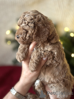 Zdjęcie №1. maltipu - na sprzedaż w Większe Soczi | 6703zł | Zapowiedź №161954