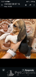 Zdjęcie №3. Ta moja 2 słodka dziewczynka jest gotowa do adopcji i szuka nowej rodziny.. Belgia