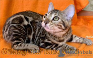 Zdjęcie №1. kot bengalski - na sprzedaż w Pietrozawodsk | 6723zł | Zapowiedź № 9260