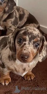 Zdjęcie №3. Щенки миниатюрной пятнистой таксы. Belgia