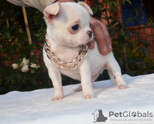 Zdjęcie №3. Chłopiec Chihuahua biało-kremowy. Federacja Rosyjska