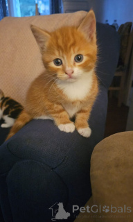 Zdjęcie №1. somalijski - na sprzedaż w Zürich | 837zł | Zapowiedź № 139609