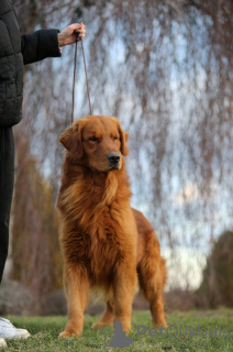 Zdjęcie №2 do zapowiedźy № 93590 na sprzedaż  golden retriever - wkupić się Polska prywatne ogłoszenie, hodowca