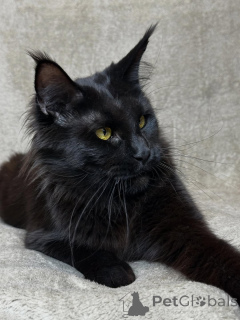 Zdjęcie №4. Sprzedam maine coon w Asch. prywatne ogłoszenie - cena - negocjowane
