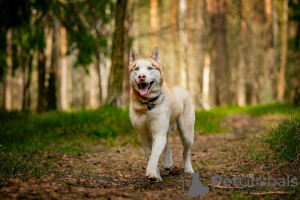 Dodatkowe zdjęcia: Przystojny husky Hart jest w dobrych rękach