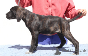 Zdjęcie №4. Sprzedam cane corso w Buzău. hodowca - cena - 5740zł
