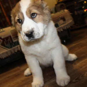 Zdjęcie №4. Sprzedam owczarek środkowoazjatycki w Czelabińsk. hodowca - cena - Negocjowane