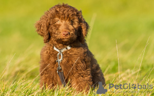 Zdjęcie №1. labradoodle - na sprzedaż w Berlin | 1088zł | Zapowiedź №101237