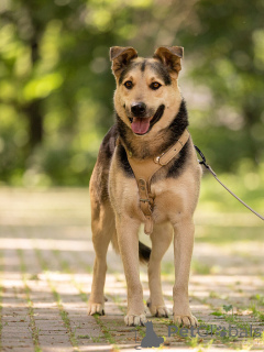 Zdjęcie №1. pies nierasowy - na sprzedaż w Rzeka Moskwa | Bezpłatny | Zapowiedź №154141
