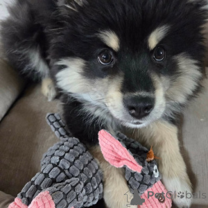 Zdjęcie №2 do zapowiedźy № 169111 na sprzedaż  fiński lapphund - wkupić się Finlandia prywatne ogłoszenie