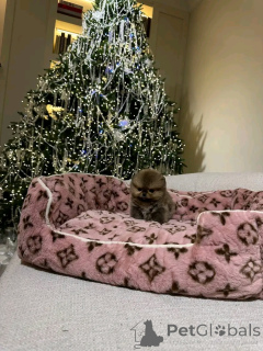 Zdjęcie №3. Pomorzanin wyszkolony do korzystania z toalety. Hiszpania