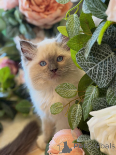 Zdjęcie №2 do zapowiedźy № 157136 na sprzedaż  ragdoll - wkupić się Holandia hodowca