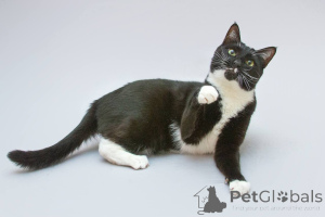 Zdjęcie №2 do zapowiedźy № 161902 na sprzedaż   - wkupić się Federacja Rosyjska ze schronu