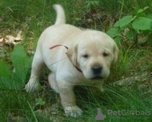 Zdjęcie №1. labrador retriever - na sprzedaż w Tyraspol | negocjowane | Zapowiedź №124386