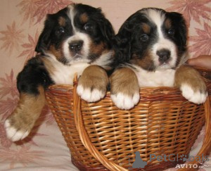 Zdjęcie №1.  - na sprzedaż w Liverpool | Bezpłatny | Zapowiedź №163248