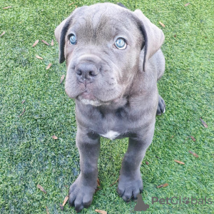 Zdjęcie №1. cane corso - na sprzedaż w Monachium | Bezpłatny | Zapowiedź №111324