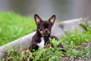 Zdjęcie №1. chihuahua (rasa psów) - na sprzedaż w Petersburg | Negocjowane | Zapowiedź №3420