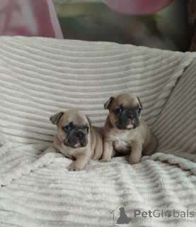 Zdjęcie №1. buldog francuski - na sprzedaż w Mińsk | 4485zł | Zapowiedź №159472